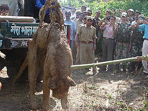 Villagers retaliate by killing tigers when they kill cattle
© Soumen Dey/ WWF-India
© Soumen Dey/ WWF-India