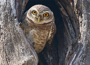 Spotted Owlet
© WWF-India
© WWF-India