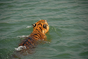The tiger was swimming a few feet away from us when we first saw it
© Chiranjib Chakraborty/WWF-India
© Chiranjib Chakraborty/WWF-India