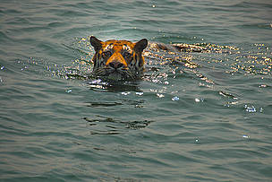 The tiger stopped swimming and saw us for a few minutes before swimming away to an island
© Chiranjib Chakraborty/WWF-India
© Chiranjib Chakraborty/WWF-India