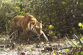 Tiger
© WWF-India
© WWF-India
