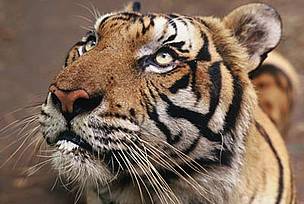 Indian tiger
© Adam OSWELL/WWF Click on the image to support tiger in the wild.
© Adam OSWELL/WWF