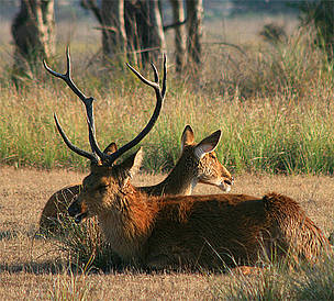 Swamp Deer
© Diwakar Sharma/WWF-India
© Diwakar Sharma/WWF-India