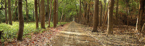 Sal forests in Dudhwa TR
© Ameen Ahmed/WWF-India rel=