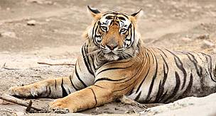 Tigers need large territories. And along with habitat, tigers have also suffered a severe loss of ...
© Ravi Singh/WWF-India
© Ravi Singh/WWF-India
