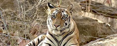 Indian tiger
© Rajan Joshi rel=