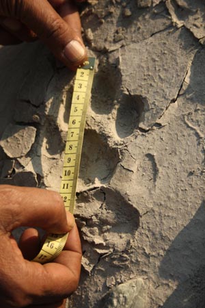 Pugmark Census Technique was a commonly used technique to estimate tiger numbers
© Dipankar Ghose/ WWF-India
© Dipankar Ghose/ WWF-India