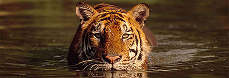 The Indian tiger has an orange coat patterned with broad black stripes. It has black ears, each ...
© wwf tiger rel=