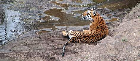 Tiger in Moyar, Western Ghats
© Vijay Kumar/WWF-India rel=