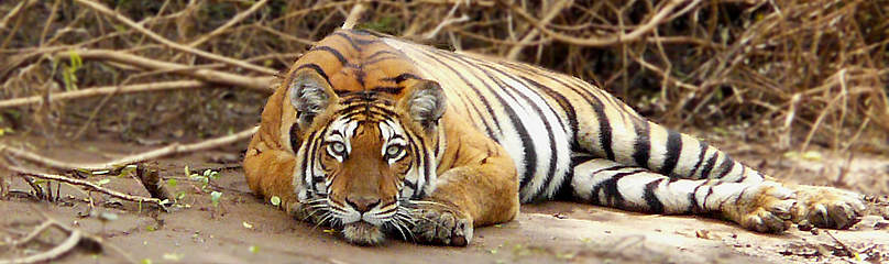 India’s tigers gain numbers but not ground
© Vijaya Kumar K/ WWF-India
© Vijaya Kumar K/ WWF-India