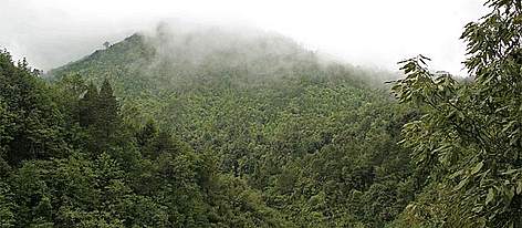 Western Arunachal Landscape Forests
© Dipankar Ghose rel=