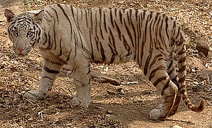 White tigers are white in color due to an expression of recessive genes
© WWF-India
© WWF-India