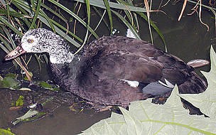 White Winged Wood Duck
© Adrian Pingstone
© Adrian Pingstone