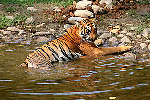 Panna became India’s 22nd Tiger Reserve in 1994
© Samir Sinha/TRAFFIC-India
© Samir Sinha/TRAFFIC-India
