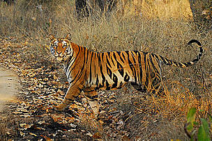 The tiger is a unique animal which plays a pivotal role in the health and diversity of an ecosystem.
© Samir Sinha/WWF-India
© Samir Sinha/WWF-India